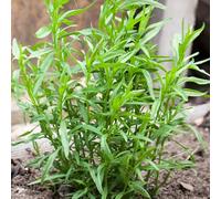 Semi di dragoncello vecchie varietà semi di resistenti verdi biologiche per giardinieri resistenti per giardini rocciosi prodotti 900pcs
