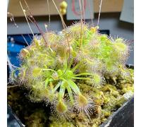 Semi di Drosera - da balcone vecchie varietà serre da balcone appartamento facili curare per giardinieri decorative semi di esotico arredamento del soggiorno 350pcs