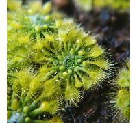 Semi di Drosera - semi di verdi da appartamento che purificano l'aria esotico da balcone resistenti in vaso esterno appartamento facili curare prodotti 350pcs