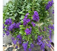 Semi di Duranta Erecta, da balcone arbusto regali per gli amanti del giardino perenni per luoghi soleggiati semi di estivi 25pcs