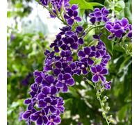 Semi di Duranta Erecta - da balcone resistenti arbusti sempreverdi resistenti decorazione da giardino per esterni arbusto per luoghi soleggiati 25pcs