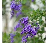 Semi di Duranta Erecta - di arbusti serre da balcone arbusti sempreverdi resistenti da giardino roccioso resistenti regali per gli amanti del giardino 20pcs