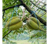 Semi di durian - esotico giardino roccioso resistenti resistenti serre balcone vecchie varietà 2pcs