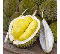 Semi di durian - semi di serre balcone resistenti esotico vecchie varietà rari a spalliera 2pcs