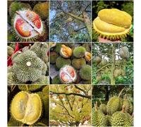 semi di duriano semi di interni organici colonnari, resistenti per balconi - rari - Decorazione balconi 100pcs