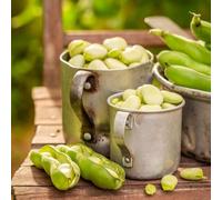 semi di eba, balcone con letto elevato Le rocce giardino sono resistenti all'inverno per balconi, resistenti per 60pcs