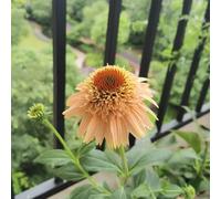 semi di echinacea, aiuole rialzate per balcone giardino rare pietra resistenti serra 200pcs