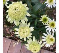 Semi di echinacea, balcone resistenti Echinacea purpurea, semi di selvatici regali sostenibili biologici da giardino 400pcs