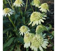 semi di echinacea, biologici per esterno in vaso Aiuole rialzate per il giardino decorazioni giardino esterni tappezzanti in vaso rialzata 700pcs