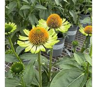 Semi di echinacea, da balcone resistenti Semi di Echinacea purpurea, esotiche biologici da giardino vecchie varietà 300pcs