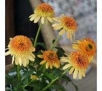 semi di echinacea, d'appartamento esotiche balcone con interna Giardino roccioso, resistenti per il pieno sole giardino decorative 350pcs