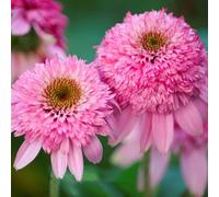 Semi di echinacea, decorazione da giardino per esterni Semi di Echinacea purpurea, perenne da giardino roccioso resistenti 800pcs