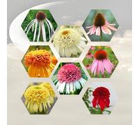 semi di echinacea decorazioni giardino per esterni roccioso resistenti il pieno sole arredamento del soggiorno serre balcone 750pcs