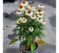 Semi di echinacea, Echinacea purpurea, decorazione da giardino per esterni esotiche semi di selvatici 100pcs