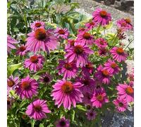 Semi di echinacea, Echinacea purpurea, regali sostenibili decorazione da giardino per esterni semi biologici da giardino 600pcs