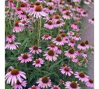 Semi di echinacea, Echinacea purpurea, regali sostenibili Semi resistenti di coneflower, Le perenni sono resistenti 800pcs