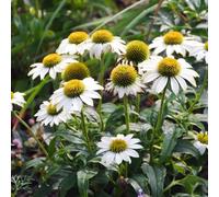 Semi di echinacea, Echinacea purpurea, resistenti per il giardino Semi resistenti di coneflower, per gli amanti del giardino 200pcs