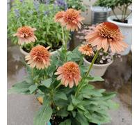 Semi di echinacea, Echinacea purpurea, resistenti per il giardino Semi resistenti di coneflower, semi di come per gli ospiti 600pcs