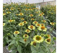 Semi di echinacea, Echinacea purpurea, resistenti Semi resistenti di coneflower, balcone biologici 250pcs