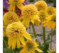 Semi di echinacea, Echinacea purpurea, semi di campo resistenti di coneflower, 400pcs