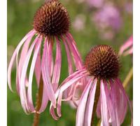 Semi di echinacea, Echinacea purpurea, semi di esotiche vecchie varietà da balcone resistenti da giardino roccioso 200pcs