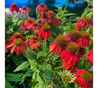 Semi di echinacea, Echinacea purpurea, Semi resistenti di coneflower, Le perenni sono semi di perenni 300pcs