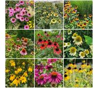 Semi di echinacea, per luoghi soleggiati Semi di Echinacea purpurea, vecchie varietà da giardino 600pcs