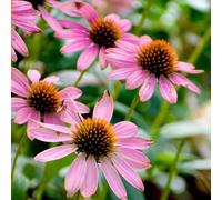 Semi di echinacea, perenne Echinacea purpurea, semi di esotiche resistente 500pcs