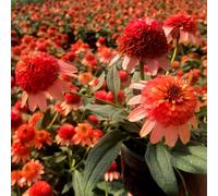 semi di echinacea perenne resistente - decorazione rare balcone biologici 50pcs