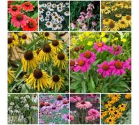 Semi di echinacea, perenni Echinacea purpurea, semi di regali sostenibili esotiche vecchie varietà 500pcs