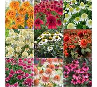 Semi di echinacea, regali sostenibili Echinacea purpurea, resistenti per il giardino semi di esotiche da giardino roccioso resistenti 300pcs