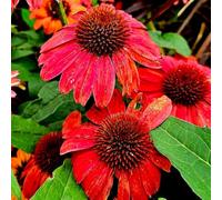 Semi di echinacea, regali sostenibili Semi di Echinacea purpurea, perenne da giardino resistenti 550pcs