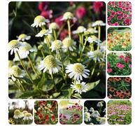 semi di echinacea resistente - esotiche giardino decorazione soggiorno 1000pcs