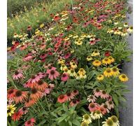semi di echinacea resistente - giardino letto rialzato da balcone per esterno 500pcs