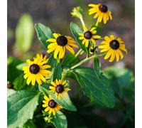 semi di echinacea resistente - Rudbeckia laciniata - giardino roccioso aiuole rialzate 100pcs
