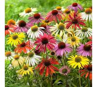 semi di echinacea, resistenti da giardino all'inverno da vecchie varietà appartamento esotiche, 1000pcs