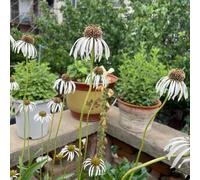 Semi di echinacea, resistenti per il giardino Semi di Echinacea purpurea, da giardino esotiche 250pcs