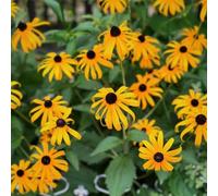 Semi di echinacea, semi di Echinacea purpurea, da giardino roccioso resistenti 400pcs