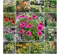 Semi di echinacea, Semi di Echinacea purpurea, da giardino roccioso resistenti 800pcs