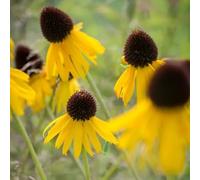 Semi di echinacea, semi di esotiche Echinacea purpurea, decorazione da giardino per esterni perenne per luoghi soleggiati 250pcs