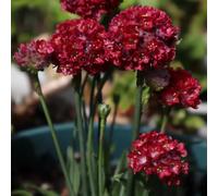 Semi di economìa marina, Armeria marittima, da giardino semi di rare decorazione del soggiorno da giardino roccioso resistenti 300pcs