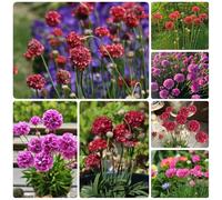 Semi di economía marina - per luoghi soleggiati Armeria marittima - giardino di decorazione del soggiorno da giardino da esterno resistenti 350pcs