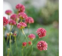 Semi di economía marina - semi di Armeria marittima - semi di selvatici decorazione autunnale serre da balcone da giardino resistenti perenni decorazione del 180pcs