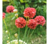 Semi di economía marina - serre da balcone Armeria marittima - per luoghi soleggiati giardino di semi di da giardino da esterno resistenti 60pcs