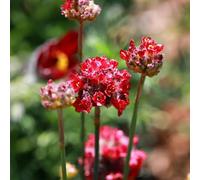 Semi di economía marina - serre da balcone Armeria marittima - vecchie varietà decorazione floreale semi di da giardino resistenti perenni per luoghi soleggiati 50pcs