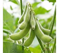 semi di edamame balcone Copertura del terreno resistente interno varietà esotiche di antichi giardino raro rialzato con 30pcs