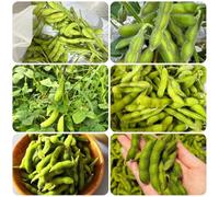Semi di edamame - verdi semi di fagiolo giardino sul balcone da esterno resistenti resistenti per il giardino rare 200pcs