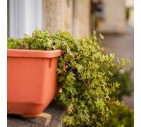 semi di edera appartamento - giardino rampicanti resistenti campo perenni 120pcs