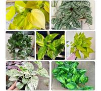 semi di edera appesa - semina di piante resistenti per il giardino semi piante vecchie varietà vaso per da ufficio fiori da balcone aiuola pianta decorativa aiuola rialzata balcone 350pcs