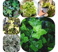 Semi di edera - esotico rampicanti resistenti raro resistenti per giardini rocciosi da balcone verdi da giardino appartamento facili curare vecchie 300pcs